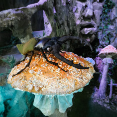 Киностудия ТвоёКино