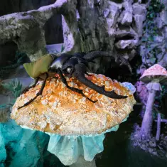 Киностудия ТвоёКино